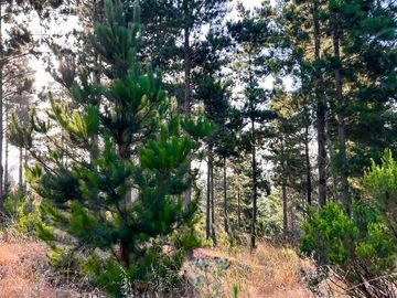 Sitio en Venta en Loteo Alto Boyeruca, Boyeruca, Vichuquén