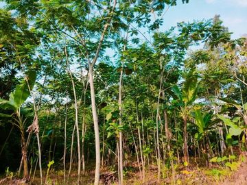 Jual Tanah di Mojogedang Karanganyar
