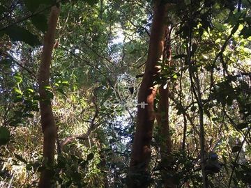 Parcela en venta orilla rio Liucura en Pucón