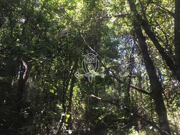 Parcela en venta orilla rio Liucura en Pucón