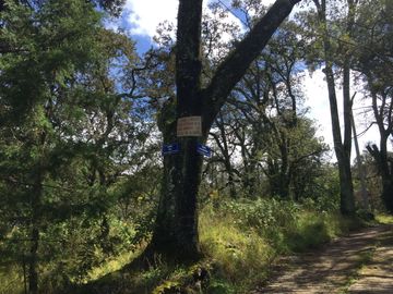 Terreno propio para cabañas casa de campo en Monte Quieto, Singuilucan, Hidalgo