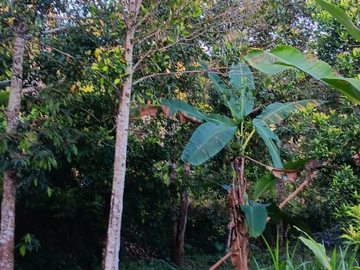 TANAH SEKUMPUL SAWAN BULELENG