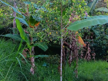 TANAH SEKUMPUL SAWAN BULELENG