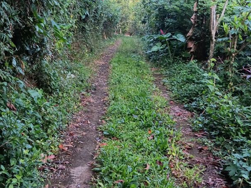 TANAH SEKUMPUL SAWAN BULELENG