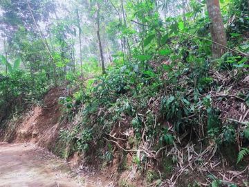 Tanah kemuning 780m 200jt kontur datar diatas jalan