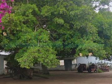 Terrenos Agricolas Venta CAR. PANAMERICANA NORTE  - CHANCAY