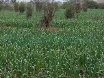 Terrenos Agricolas Venta CAR. PANAMERICANA NORTE  - CHANCAY