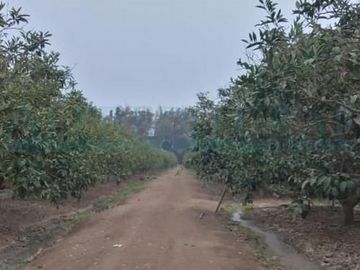 Terrenos Agricolas Venta CAR. PANAMERICANA NORTE  - CHANCAY