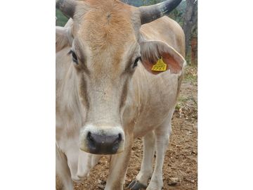 RANCHO DOBLE PROPOSITO EN JIQUIPILAS