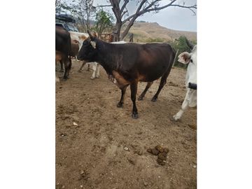 RANCHO DOBLE PROPOSITO EN JIQUIPILAS