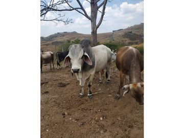 RANCHO DOBLE PROPOSITO EN JIQUIPILAS