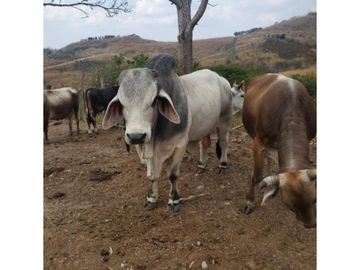 RANCHO DOBLE PROPOSITO EN JIQUIPILAS