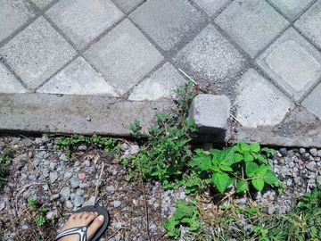 Tanah Area Jl Solo,Tanah Murah,istimewa Siap AJB Depan SMA Kalasan