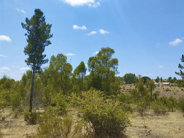 Parcelas en Cauquenes entrega inmediata 5.000m2 planas
