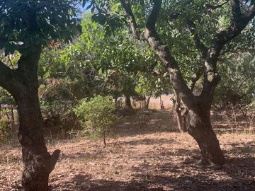 Venta de Excelente terreno desviación Ameca 3 hectareas