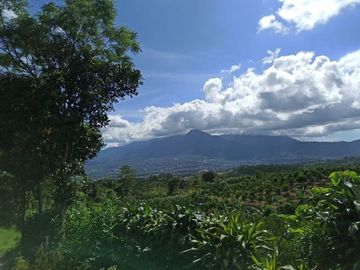 spesial lahan kebun jeruk produktif