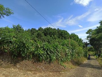 spesial lahan kebun jeruk produktif