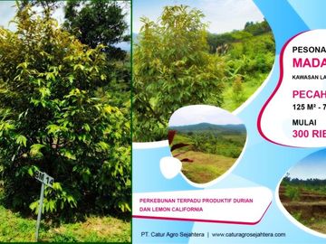 Tanah Kavling Kebun Produktif Luas dan Murah di Bogor Timur