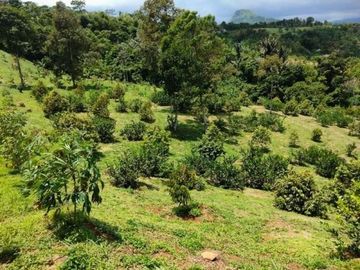 Tanah Kavling Kebun Produktif Luas dan Murah di Bogor Timur
