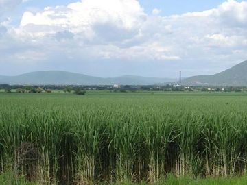 Se vende excelente hacienda de 305ha en producción en la Prov Los Rios