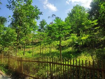 Tanah Cicalengka Bandung 900rb permeter SHM