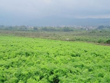 Lahan Pertanian Di Kota Batu