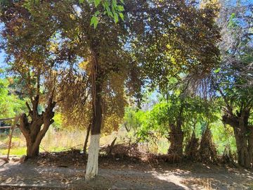 SAN JOAQUIN / LOTEO LAS PERDICES /  LA FLORDA