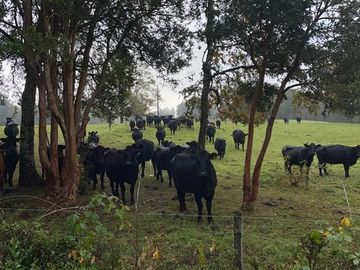 Agrícola en Venta en Crucero Purranque