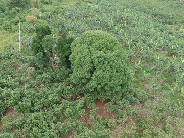 Finca de Venta en Santo Domingo