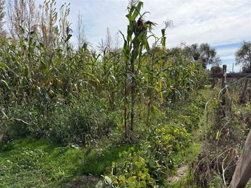 Venta de dos casas en parcela de 5000 mt2, Pelarco