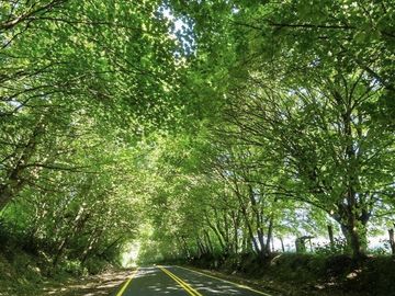 Parcela en Venta en Lago Riñihue