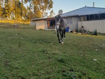 Casa en venta de 4 dorm. en Calbuco