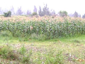 Terrenos Rusticos Venta AV. Pauccarniyoc Grande  - CUSCO