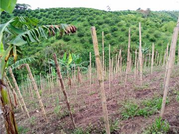 Se Vende Excelente Finca en Alcalá.