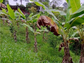 Se Vende Excelente Finca en Alcalá.