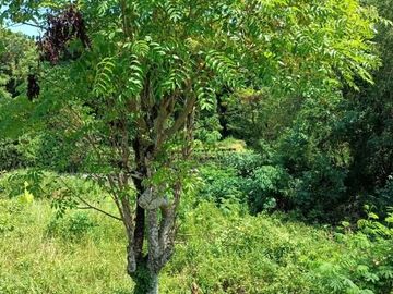 Land for sale with views of the Telaga Waja river close By Pass IB Mantra Bali