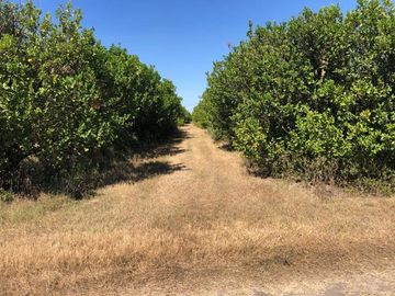 Terreno Carretera Victoria a Matamoros Km 20 (EB/ CTV-029-51446)