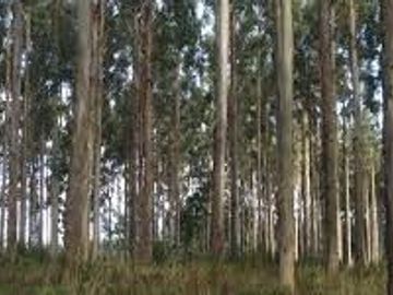 Agrícola en Venta en Purranque