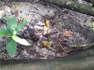 FINCA EN BONDA-SANTA MARTA