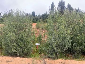 Sitio en Venta en Pingueral