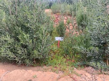 Sitio en Venta en Pingueral