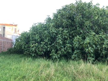 lote