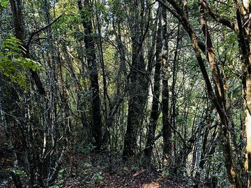 Parcela en Venta en kilómetros 10, 7, Camino Conguillio, Curacautín, Araucanía