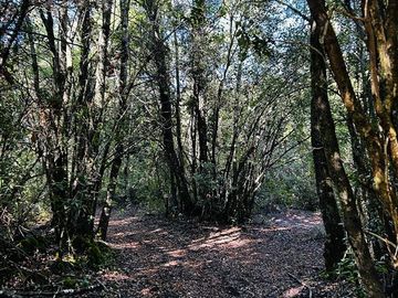 Parcela en Venta en kilómetros 10, 7, Camino Conguillio, Curacautín, Araucanía