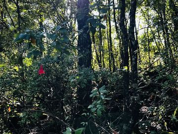 Parcela en Venta en kilómetros 10, 7, Camino Conguillio, Curacautín, Araucanía