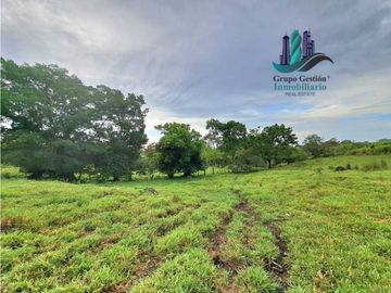 VENDO FINCA DE 13 HECTAREAS EN BUGABA A 700M.S.N.M.