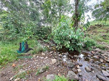 VENDO FINCA DE 13 HECTAREAS EN BUGABA A 700M.S.N.M.