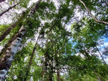 1 Hectárea con Bosque Nativo y Casa