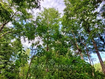 1 Hectárea con Bosque Nativo y Casa