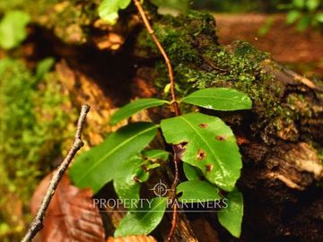 Oportunidad Única en Reserva Biologica Huilo-Huilo